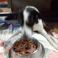 photo de livraison pour Raggie Dog Retreat