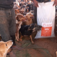 photo de livraison pour Le Coeur sur la Patte