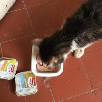 photo de livraison pour Vallée des Chats