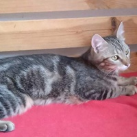 photo de livraison pour Hungry Cats14