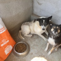 photo de livraison pour Speranta Pentru Animale
