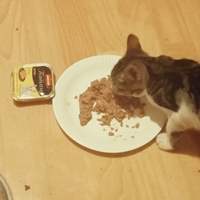 photo de livraison pour Les chats libres de Caro