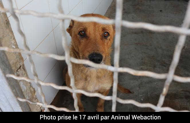 Sos 50 Dogs In Morocco Comme Chiens Et Chats Maroc