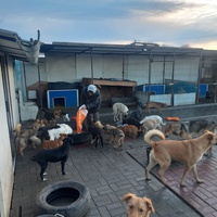photo de livraison pour Associtia Axi Hope Romania