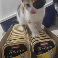 photo de livraison pour Les Moustaches d'Oria