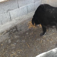 photo de livraison pour Društvo za zaštitu životinja "Bela"