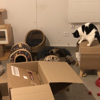 photo de livraison pour Les Chats de Condom 32