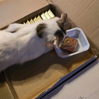 photo de livraison pour Amis de Myrtille