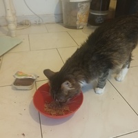 photo de livraison pour Au Rendez-vous des Animaux