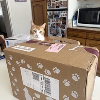 photo de livraison pour Chat Gratouille