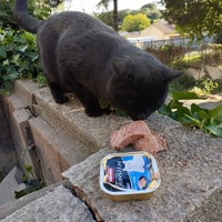 photo de livraison pour Cat Miaou