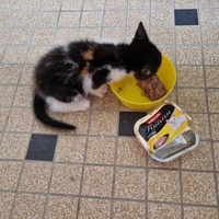 photo de livraison pour Chat L'Heureux Chat l'Ange et Cie