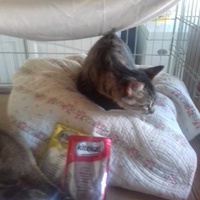 photo de livraison pour Les chats Port-Saint-Louisiens