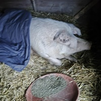 photo de livraison pour Chats Libres de Béziers