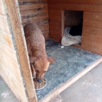 photo de livraison pour Viata Animalelor