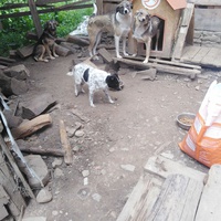 photo de livraison pour Friends for second hand paws vzw