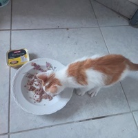 photo de livraison pour Le Gang des Matous