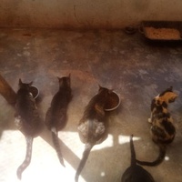 photo de livraison pour Help Adopt Moroccan Animals