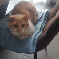 photo de livraison pour A Pas De Chats