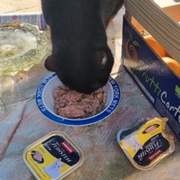 photo de livraison pour Ecole du Chat d’Arbois