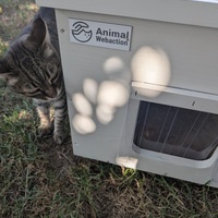 photo de livraison pour Les chats de chez nous