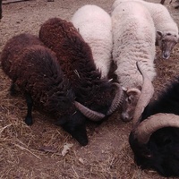 photo de livraison pour HELP