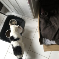 photo de livraison pour Les Chats Libres Condom 32