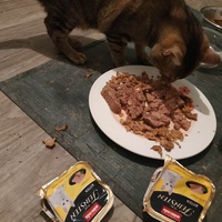 photo de livraison pour Les Pattounes de l'Espoir