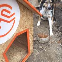 photo de livraison pour Save & Hope for Dogs