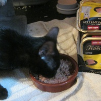 photo de livraison pour Au Bonheur des Chats Libres