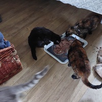 photo de livraison pour Les Chats de Cooper