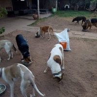 photo de livraison pour Help Adopt Moroccan Animals