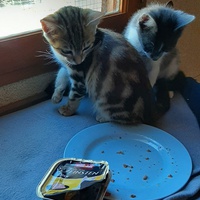 photo de livraison pour Bien vivre avec les Chats Sallélois