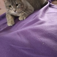 photo de livraison pour Chat Ami pour la Vie