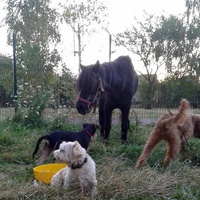 photo de livraison pour SOS Animal Tendresse
