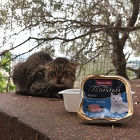 photo de livraison pour L'école du Chat d'Ollioules