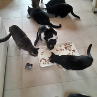 photo de livraison pour Les Amis de Michouette