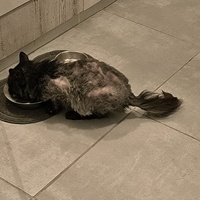 photo de livraison pour Association Chats Errants Val de Nièvre