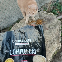 photo de livraison pour L'Ecole du Chat Istreen