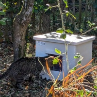 photo de livraison pour Adoption Féline Estuaire