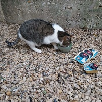 photo de livraison pour Clan du chat libre