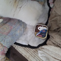 photo de livraison pour Chats Grains d'Amour