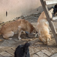 photo de livraison pour Azil Bella