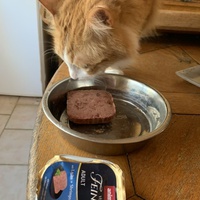 photo de livraison pour Association des Chats Camarguais