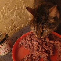 photo de livraison pour Chat Suffit a.sb.l.