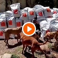 photo de livraison pour Help Adopt Moroccan Animals