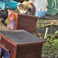 photo de livraison pour SOS Chats Libres Haut-Béarn