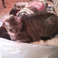 photo de livraison pour Chats du Lacydon