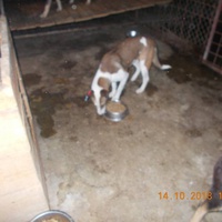 photo de livraison pour Pro Animals Finland ry