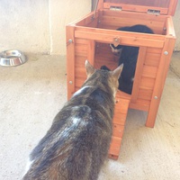 photo de livraison pour Les Aristocats